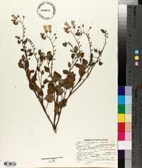 Phacelia minor image