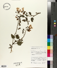 Phacelia minor image