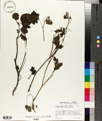 Phacelia minor image