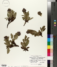 Phacelia lyallii image