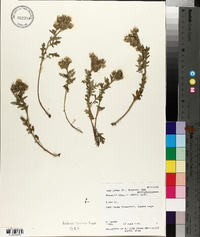 Phacelia lyallii image