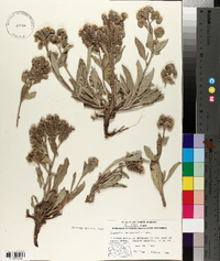 Phacelia leucophylla image