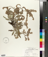 Phacelia leucophylla image