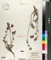 Phacelia leucophylla image