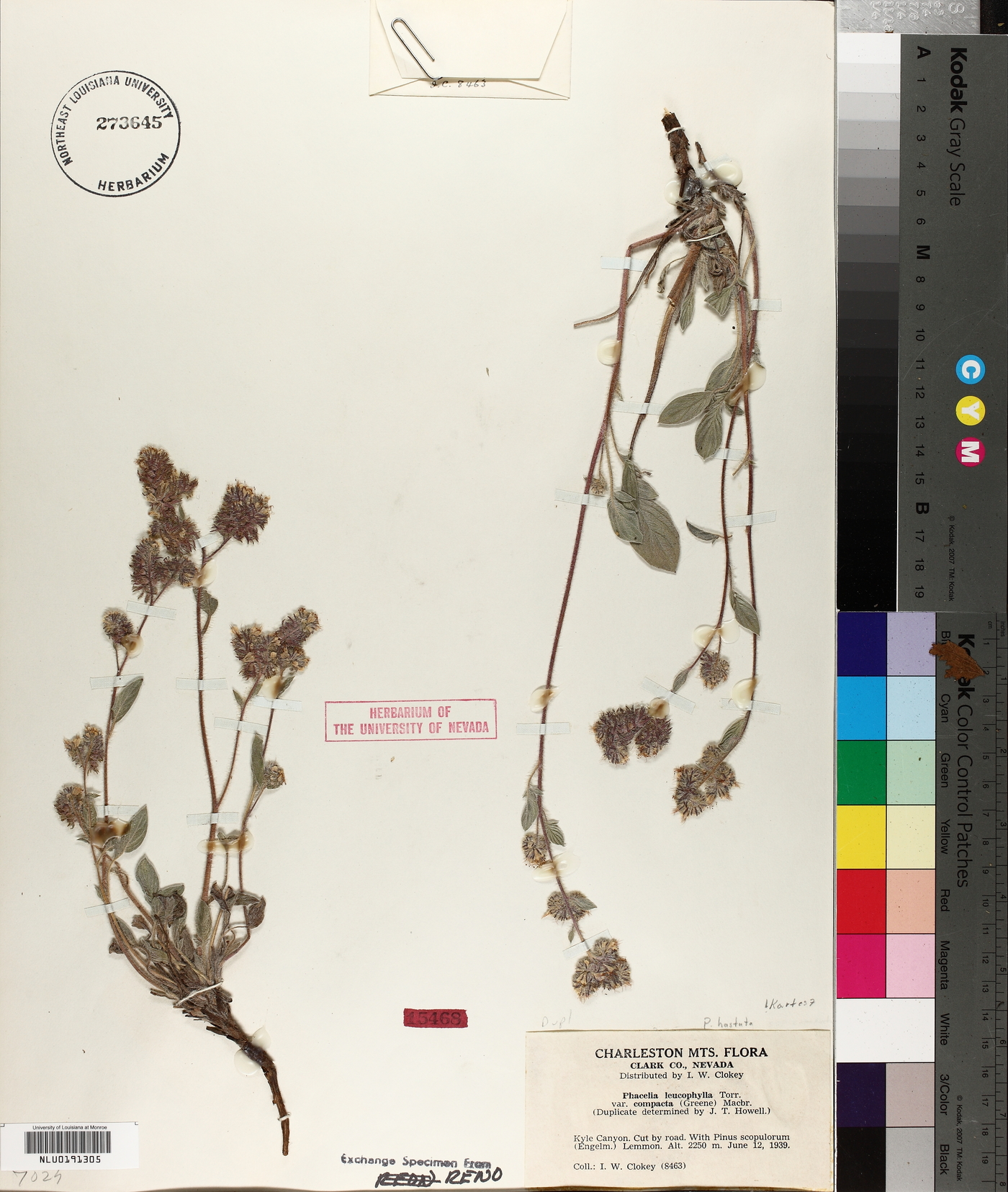 Phacelia leucophylla var. compacta image