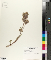 Phacelia leucophylla image