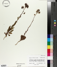Phacelia intermedia image