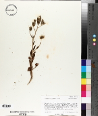 Phacelia intermedia image