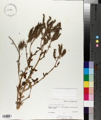 Phacelia intermedia image