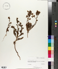 Phacelia intermedia image