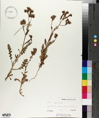 Phacelia intermedia image