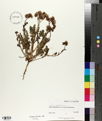 Phacelia intermedia image