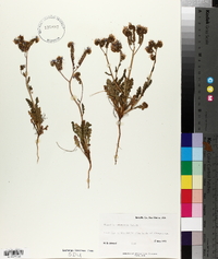 Phacelia intermedia image