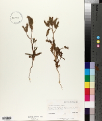 Phacelia intermedia image