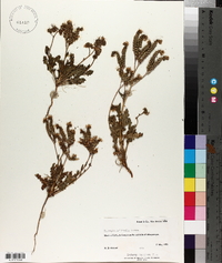 Phacelia intermedia image