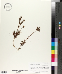 Phacelia intermedia image