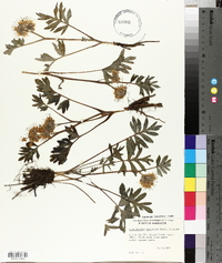 Hydrophyllum capitatum image