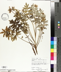 Hydrophyllum capitatum image