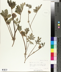 Hydrophyllum capitatum image