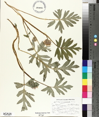 Hydrophyllum capitatum image