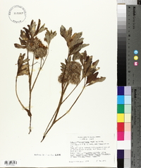 Hydrophyllum capitatum image