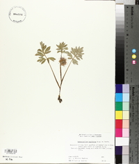 Hydrophyllum capitatum image