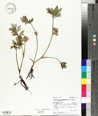 Hydrophyllum capitatum var. capitatum image