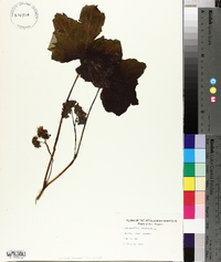 Hydrophyllum canadense image