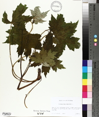 Hydrophyllum canadense image