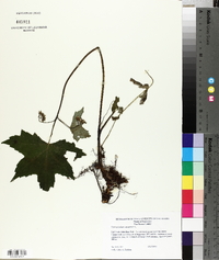 Hydrophyllum canadense image