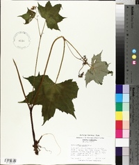 Hydrophyllum canadense image