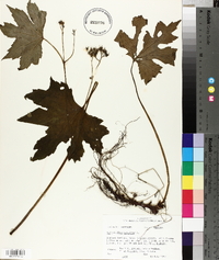 Hydrophyllum canadense image