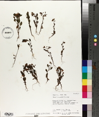Phacelia pulchella image