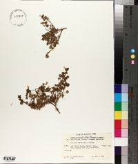 Phacelia perityloides image