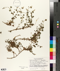 Phacelia perityloides image