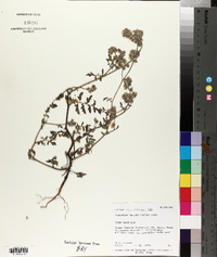 Phacelia vallis-mortae image