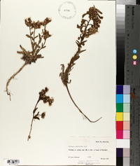Phacelia utahensis image