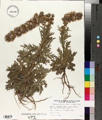 Phacelia sericea image