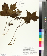 Hydrophyllum canadense image