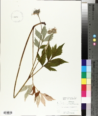 Hydrophyllum virginianum image
