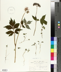 Hydrophyllum virginianum image