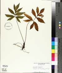 Hydrophyllum virginianum image