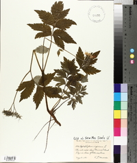 Hydrophyllum virginianum image