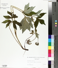 Hydrophyllum virginianum image