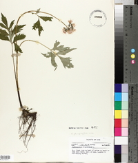 Hydrophyllum virginianum image