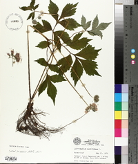 Hydrophyllum virginianum image