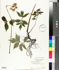 Hydrophyllum virginianum image