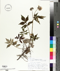 Hydrophyllum virginianum image