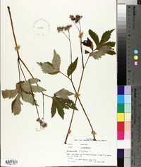 Hydrophyllum virginianum image
