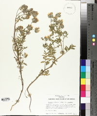 Phacelia cicutaria image